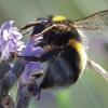 Bienen Blumenmischung