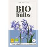 Bio Hyazinthe hispanica blau - Bio flowerbulbs