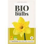 Narcisse Bio Rijnvelds Early Sensation - bio flowerbulbs (5 pièces)