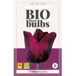 Tulipes Ronaldo Bio - Triumph (7 pièces)