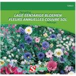 Mélange fleurs annuelles couvre sol 20 m²