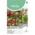 Fraisier des bois Baron von Solemacher - Fragaria vesca