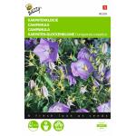 Campanule Bleu - Campanula carpatica