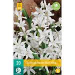 Chionodoxa luciliae Alba - Sternhyazinthen (20 stück)