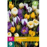 Crocus species mix