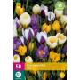 Crocus species mix (50 pièces)