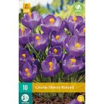 Crocus Flower Record (10 pièces)