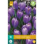 Crocus Grand Maitre -  Großblütiger Krokus (10 stück)