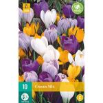 Crocus mix (10 pièces)