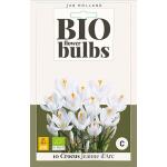 Crocus Jeanne D'Arc - bio flowerbulbs (10 stück)