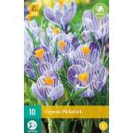 Crocus Pickwick - Großblütiger Krokus (10 stück)