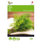 Dill - Anethum graveolens