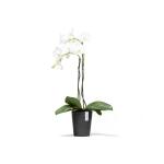 ECOPOTS Morinda - anthracite Ø 17 cm