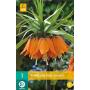 Fritillaria imperialis Aurora