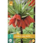 Fritillaria imperialis Rubra - Kaiserkrone rot