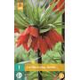 Fritillaria imperialis Rubra - Kaiserkrone rot