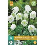 Fritillaria meleagris Alba