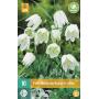 Fritillaria meleagris Alba (10 pièces)