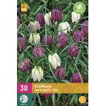 Fritillaria meleagris mix (30 pièces)