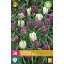 Fritillaria meleagris mix - Kiebitzeier (30 stück)