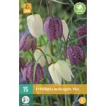 Fritillaria meleagris mix (15 pièces)