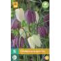 Fritillaria meleagris mix - Kiebitzeier (15 stück)