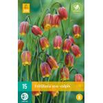 Fritillaria uva-vulpis - Petites fleurs