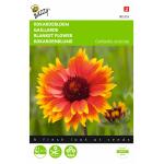 Kokardenblume - Gaillardia aristata