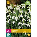 Galanthus elwesii - Schneeglöckchen (25 stück)