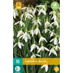 Galanthus elwesii - Schneeglöckchen (10 stück)