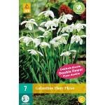 Galanthus Flore Pleno - Schneeglöckchen  (7 stück)