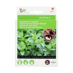 Menthe verte – 4 sachets