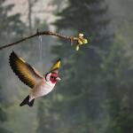 Chardonneret élégant surpris en plein vol - en bois