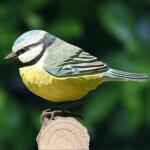 Hölzerner Vogel - Blaumeise.