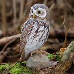 Oiseau en bois - Chevêche d'Athéna 