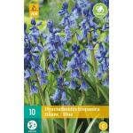 Hyacinthoides hispanica blauw (10 pièces)