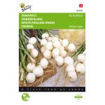 Oignon Blanc De Barletta - Allium cepa