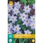 Ipheion Wisley Blue (20 stück)