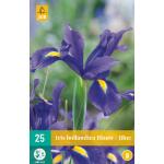 Iris hollandica bleu