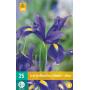 Iris hollandica bleu (25 pièces)