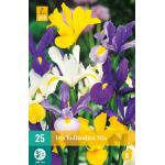 Iris hollandica mix