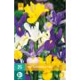 Iris hollandica mix (25 pièces)