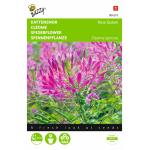 Spinnenpflanze Rose Queen - Cleome spinosa