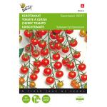 Tomate à cerise Supersweet 100 F1 - Solanum lycopersicum L.