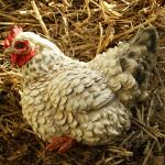 Poule assise BLANC - grandeur nature