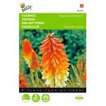 Fackellilie Royal Castle Hybrids - Kniphofia uvaria