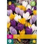 Crocus Mix (30 pièces)