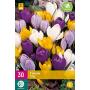 Crocus Mix (30 pièces)