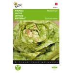 Kopfsalat Maikönig - Lactuca sativa