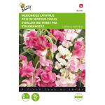 Pois de senteur vivace Varié - Lathyrus latifolius